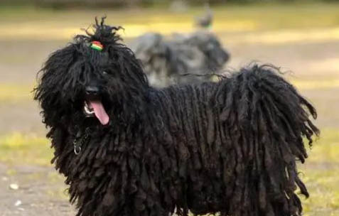 波利犬嘔吐白沫原因及處理方法