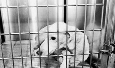狗天生攜帶狂犬病毒