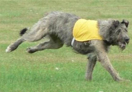 法國狼犬吐清水了啥原因