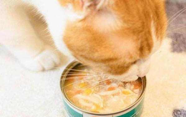 貓得了貓癬多久能好