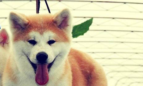 秋田犬鼻子出血的原因及處理方法