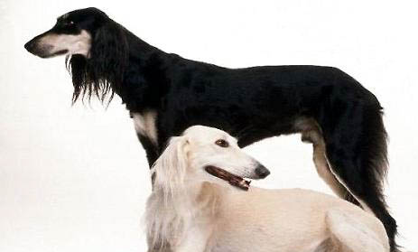 美國水獵犬的用途是什么