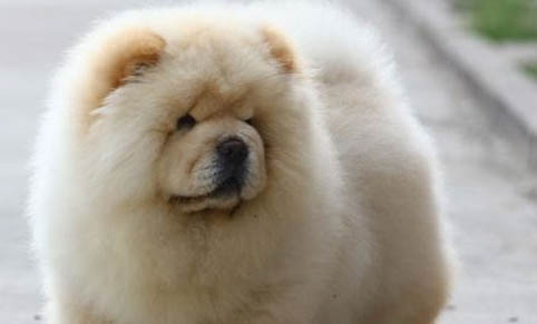 松獅犬價格如何