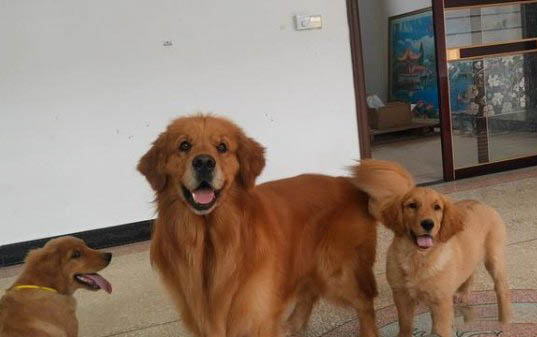 狗狗可以吃內臟嗎
