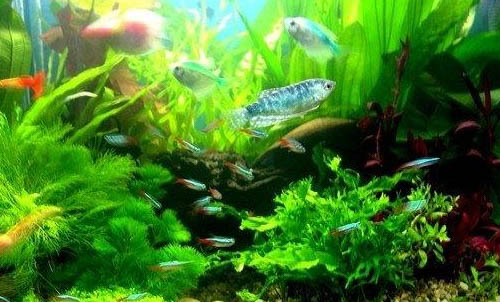 金魚(yú)打氧有什么好處