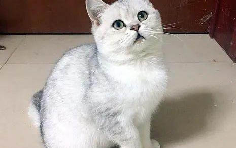 貓耳朵里有黃結塊