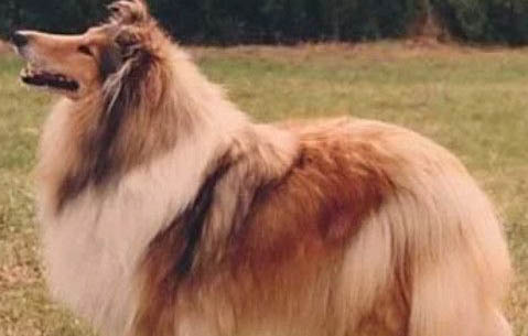 蘇牧犬和喜樂蒂的差別
