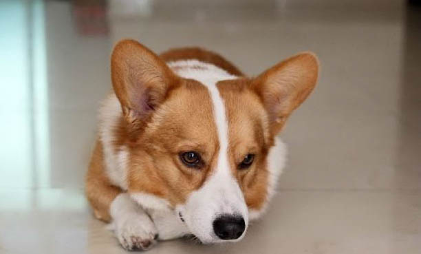 法斗犬和柯基犬優缺點對比哪個好