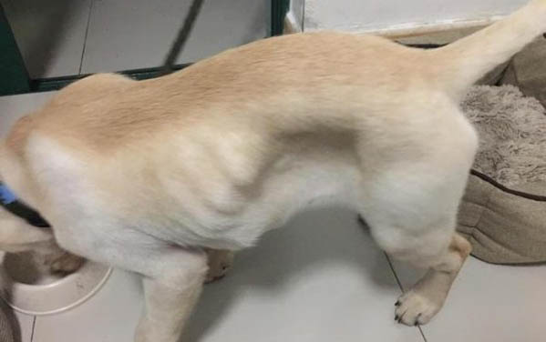 狗狗為什么會口吐白沫