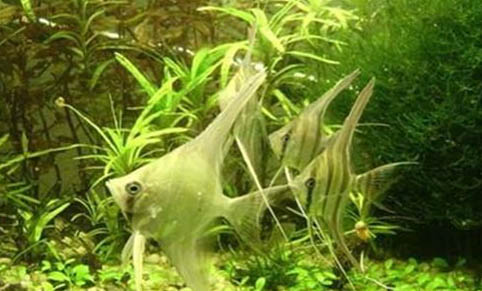 龍魚喂蝦和泥鰍哪個好