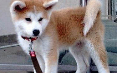 日本秋田犬價格