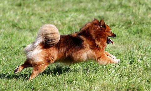 博美犬的壽命 博美犬能活多久