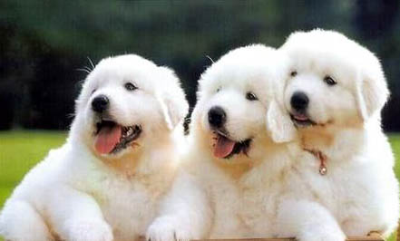 大白熊犬和高加索犬哪個大