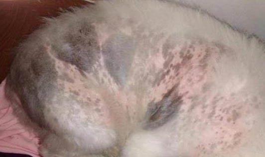 狗狗身上有蜱蟲的癥狀