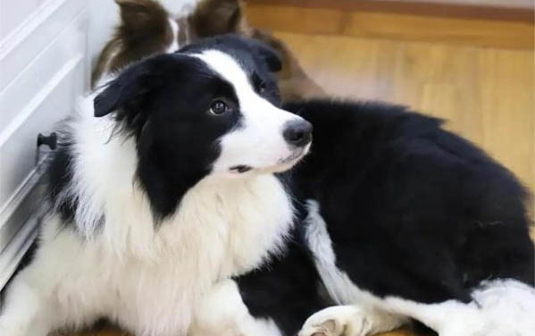 狗狗怎么樣算是淚痕嚴(yán)重了