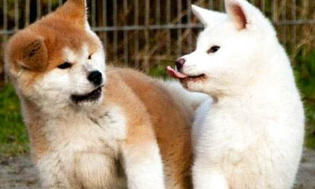 秋田犬和柴犬哪個聰明