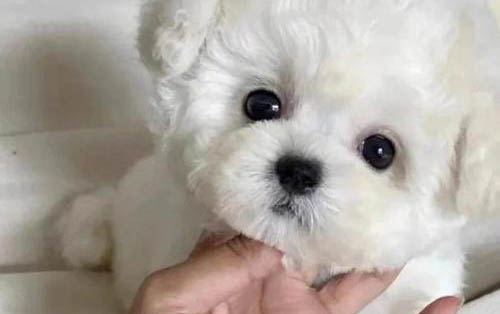 如何給比熊護理毛發