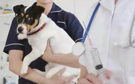怎樣訓練泰迪犬