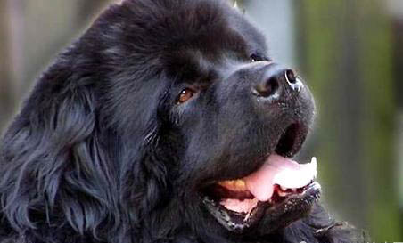 紐芬蘭犬口吐白沫是什么原因