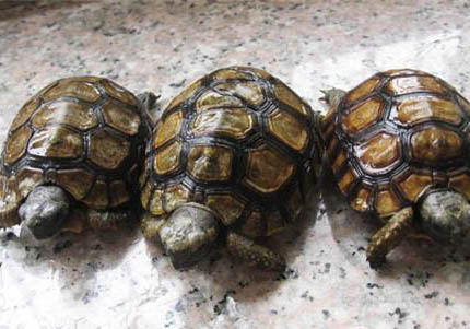 怎么樣飼養赫曼陸龜?
