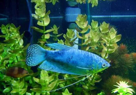 藍星魚繁殖方法?