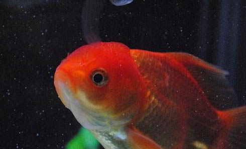 魚缸有哪些過濾器