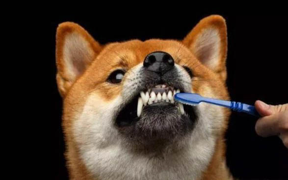 狗狗發情時情緒有哪些變化
