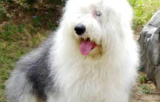 古牧犬是什么狗，英國古代牧羊犬？