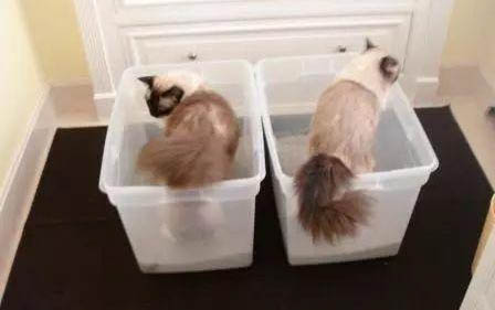 兩個(gè)月的小貓獨(dú)自流浪能活嗎?