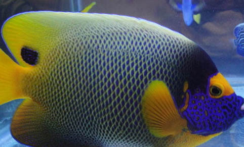 冷水觀賞魚(yú)有哪些品種