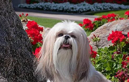 西施犬體溫39.5算不算發(fā)燒