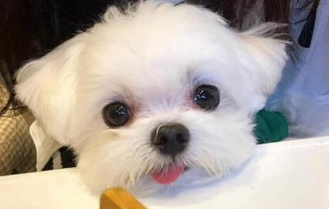 小狗尾巴上的毛掉了怎么辦