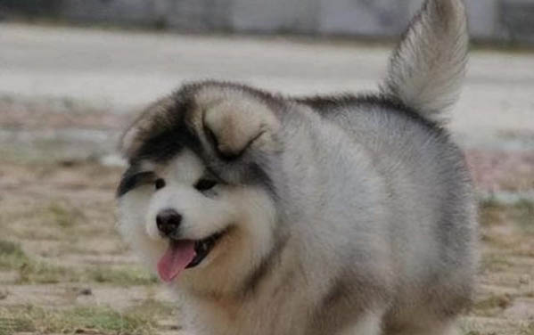 狗有必要打八聯嗎