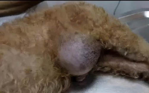 西安狗狗網 西安在哪可以領養(yǎng)狗狗