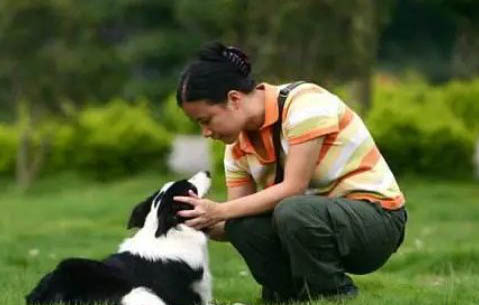 隕石邊境牧羊犬的價格是多少