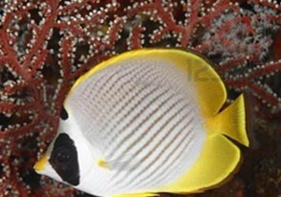 熊貓斗魚怎么養