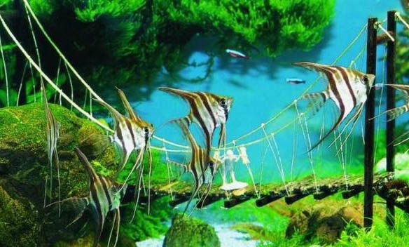 北方初冬夜釣鯽魚技巧有哪些