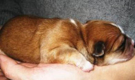 如何防止幼犬舔手?