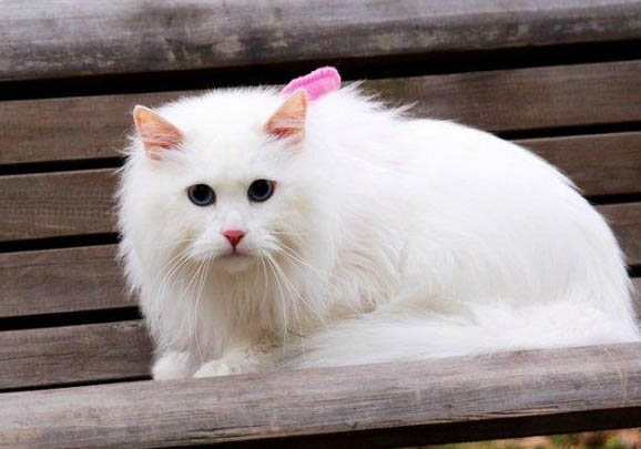 山東獅子貓尿閉的原因及處理方法