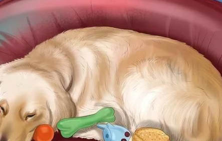 領養的狗狗多久才會認新主人