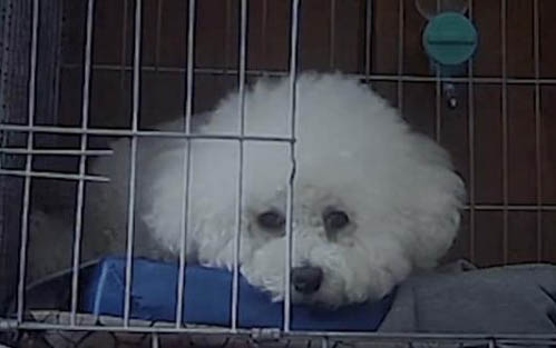 小狗拉稀禁食多久