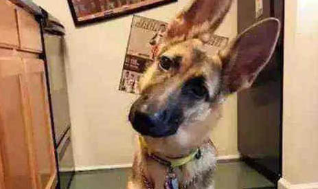 白色瑞士牧羊犬多少錢一只