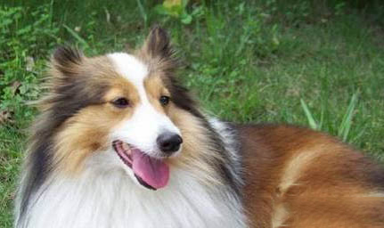 喜樂蒂牧羊犬手術傷口多久恢復