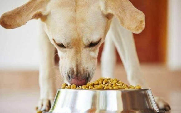 拉布拉多犬后腿不能站立