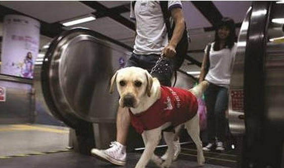 導盲犬會保護主人嗎