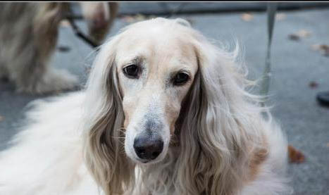 平毛尋回獵犬太興奮怎么訓練