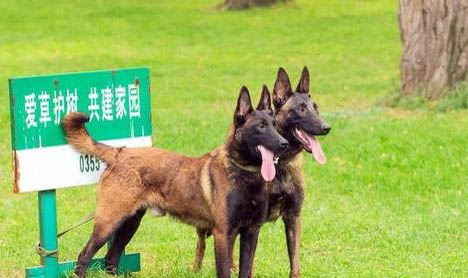 世界三大頂級護衛犬