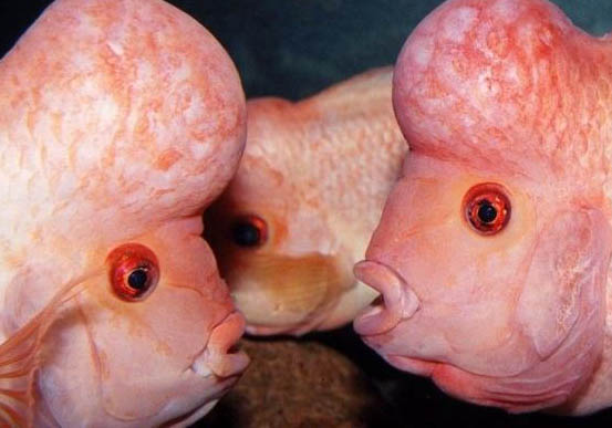 龍魚不同生長階段的喂養方法