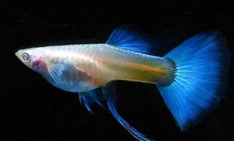 孔雀魚怎么判斷懷孕