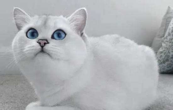 貓咪眼睛流膿
